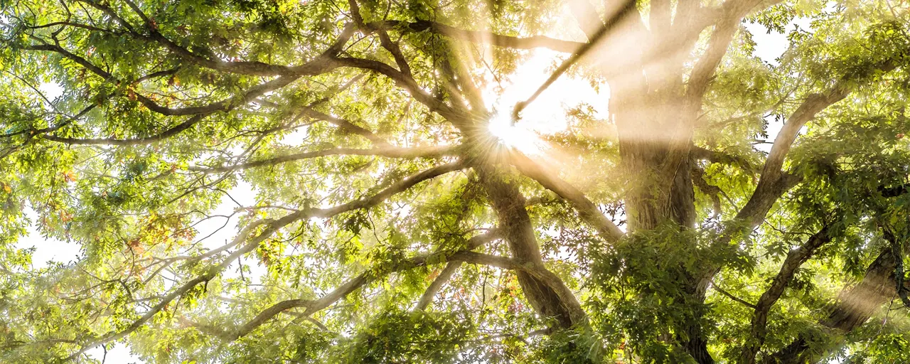 Sunlight beaming through tree branches