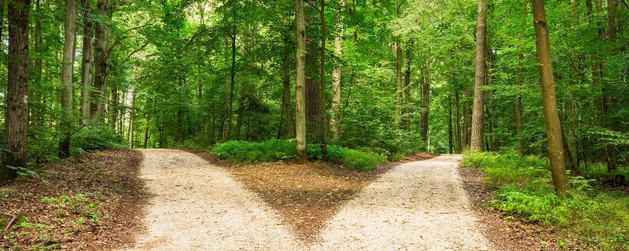 Forest path going in two directions