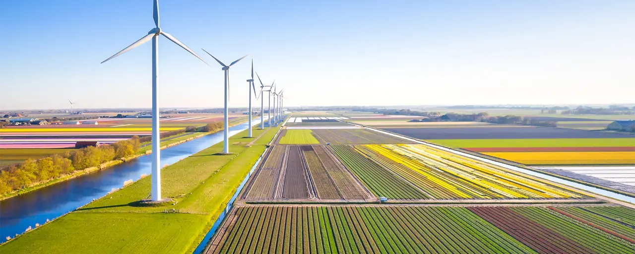 Field being harvested with wind turbines adjacent.